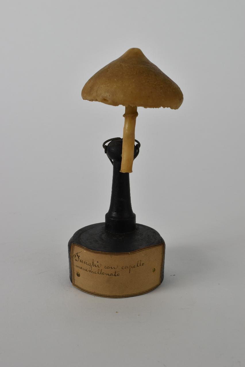 Modello di Maestri, Angelo - produzione ceroplastica ottocentesca (sec. XIX)