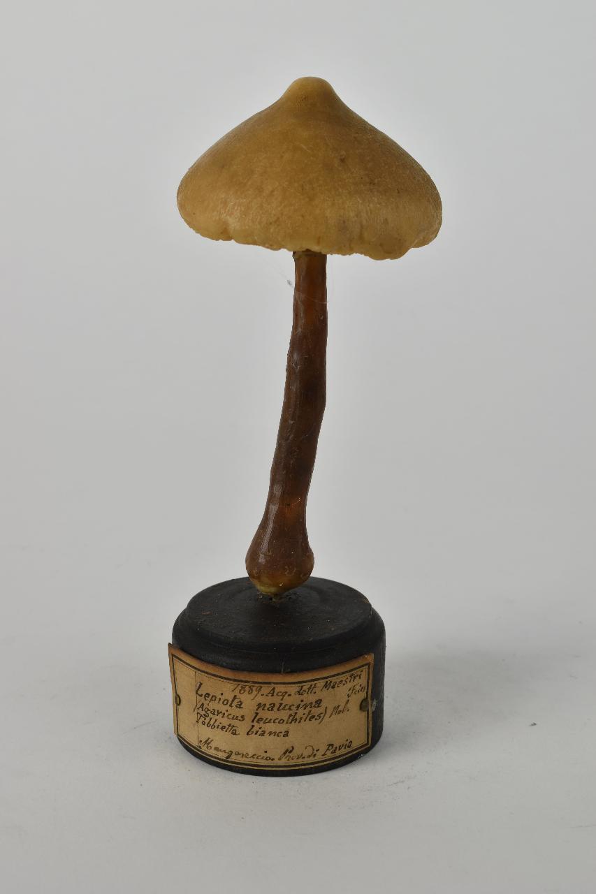 Modello di Maestri, Angelo - produzione ceroplastica ottocentesca (sec. XIX)