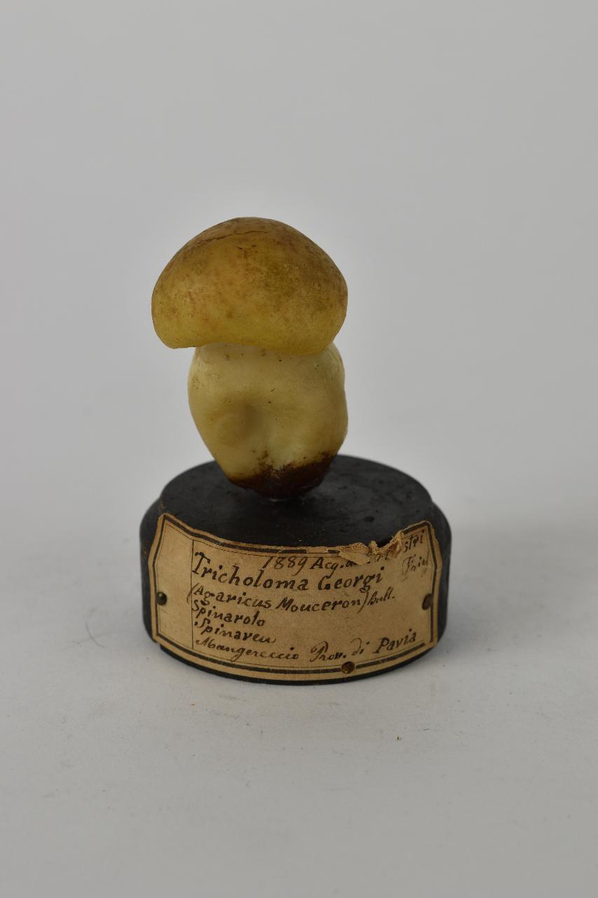 Modello di Maestri, Angelo - produzione ceroplastica ottocentesca (sec. XIX)