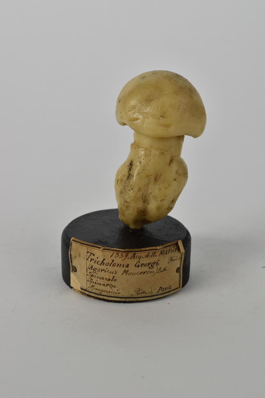 Modello di Maestri, Angelo - produzione ceroplastica ottocentesca (sec. XIX)