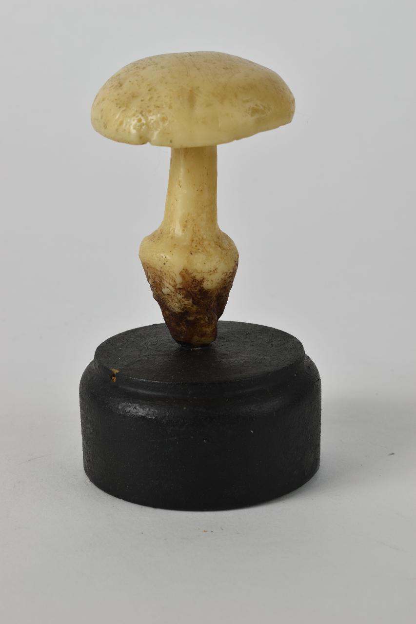 Modello di Maestri, Angelo - produzione ceroplastica ottocentesca (sec. XIX)