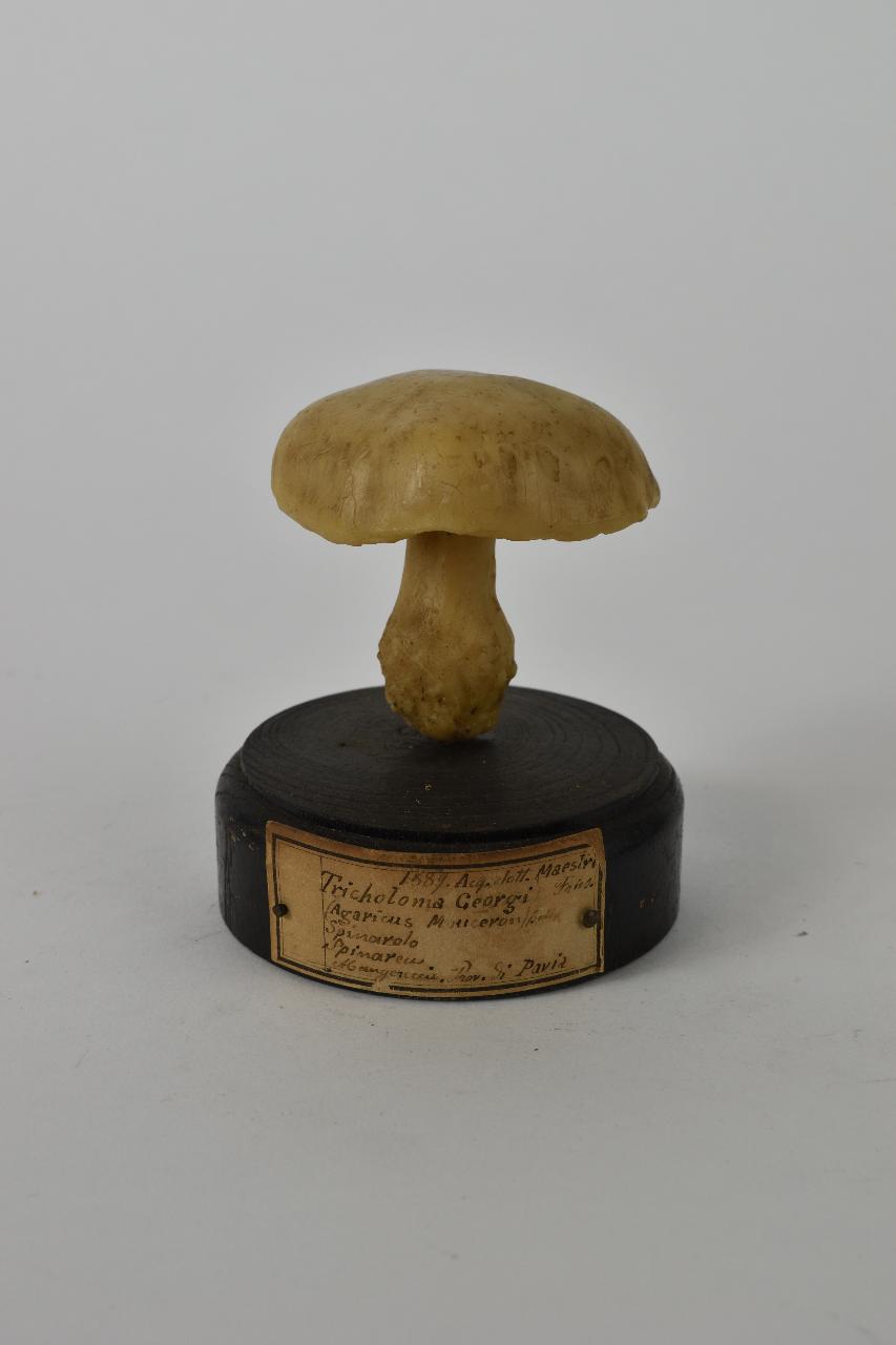 Modello di Maestri, Angelo - produzione ceroplastica ottocentesca (sec. XIX)