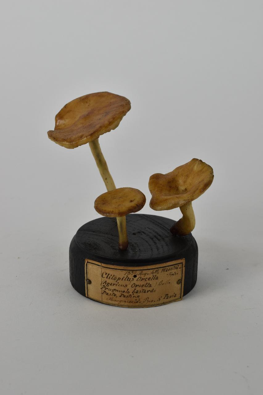 Modello di Maestri, Angelo - produzione ceroplastica ottocentesca (sec. XIX)
