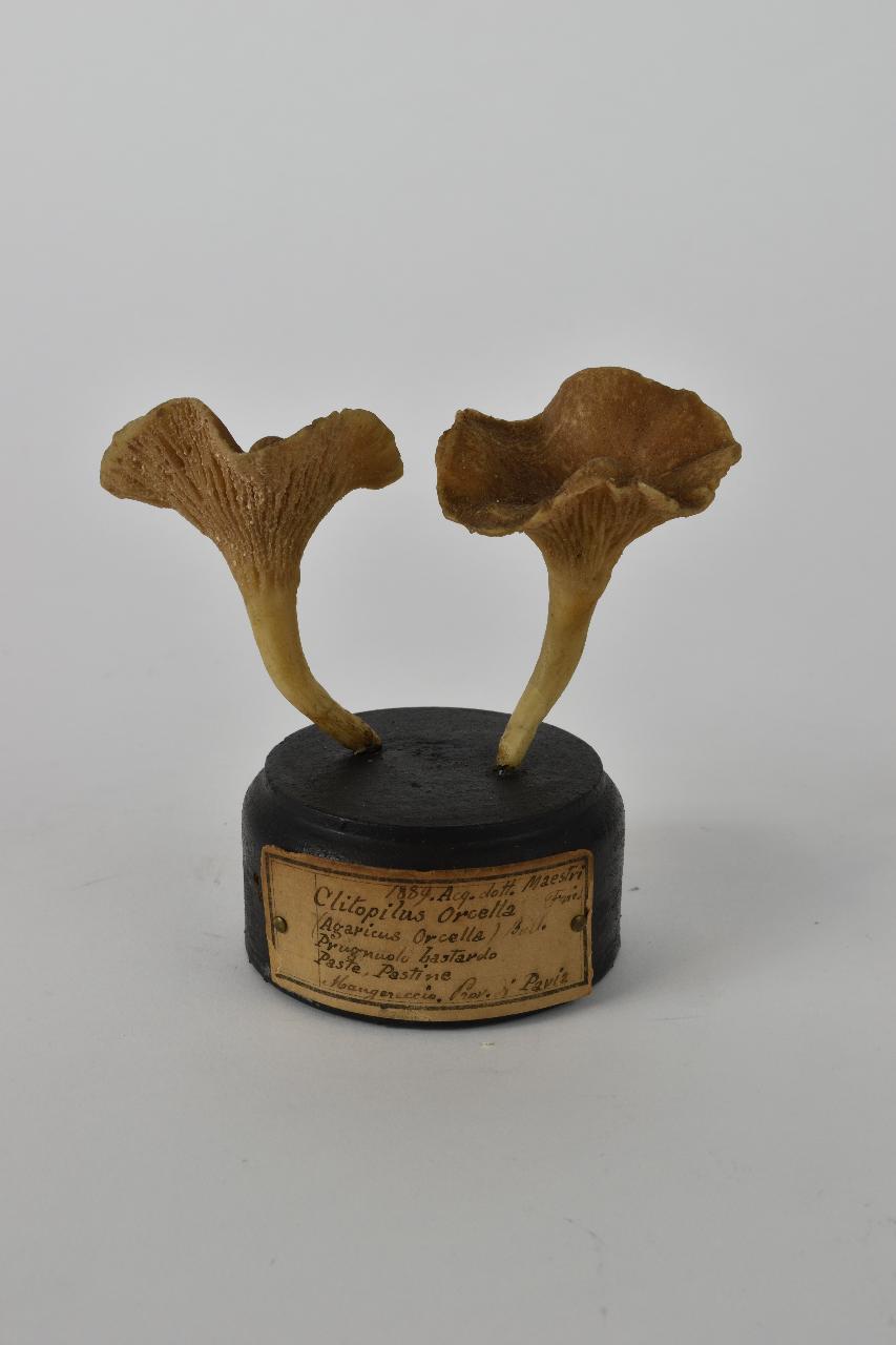 Modello di Maestri, Angelo - produzione ceroplastica ottocentesca (sec. XIX)