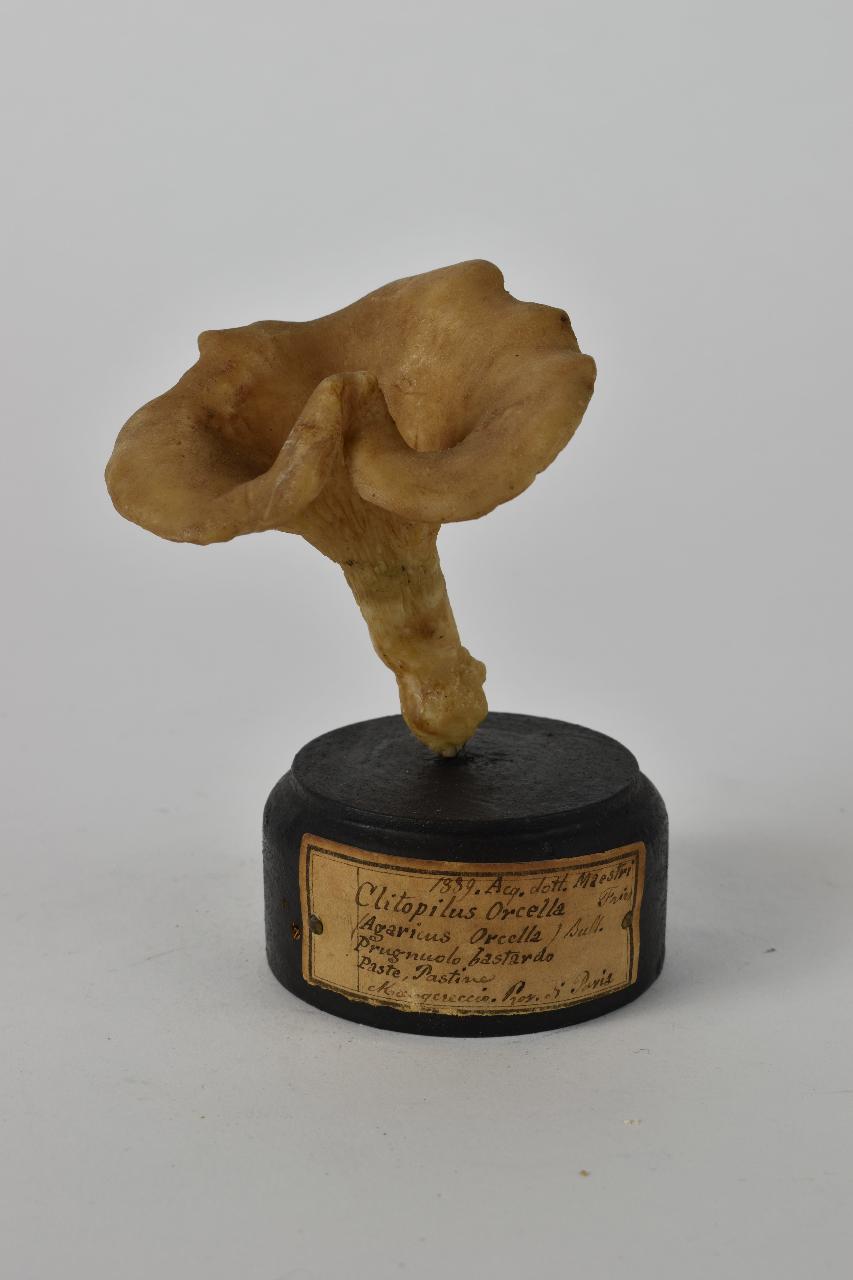 Modello di Maestri, Angelo - produzione ceroplastica ottocentesca (sec. XIX)