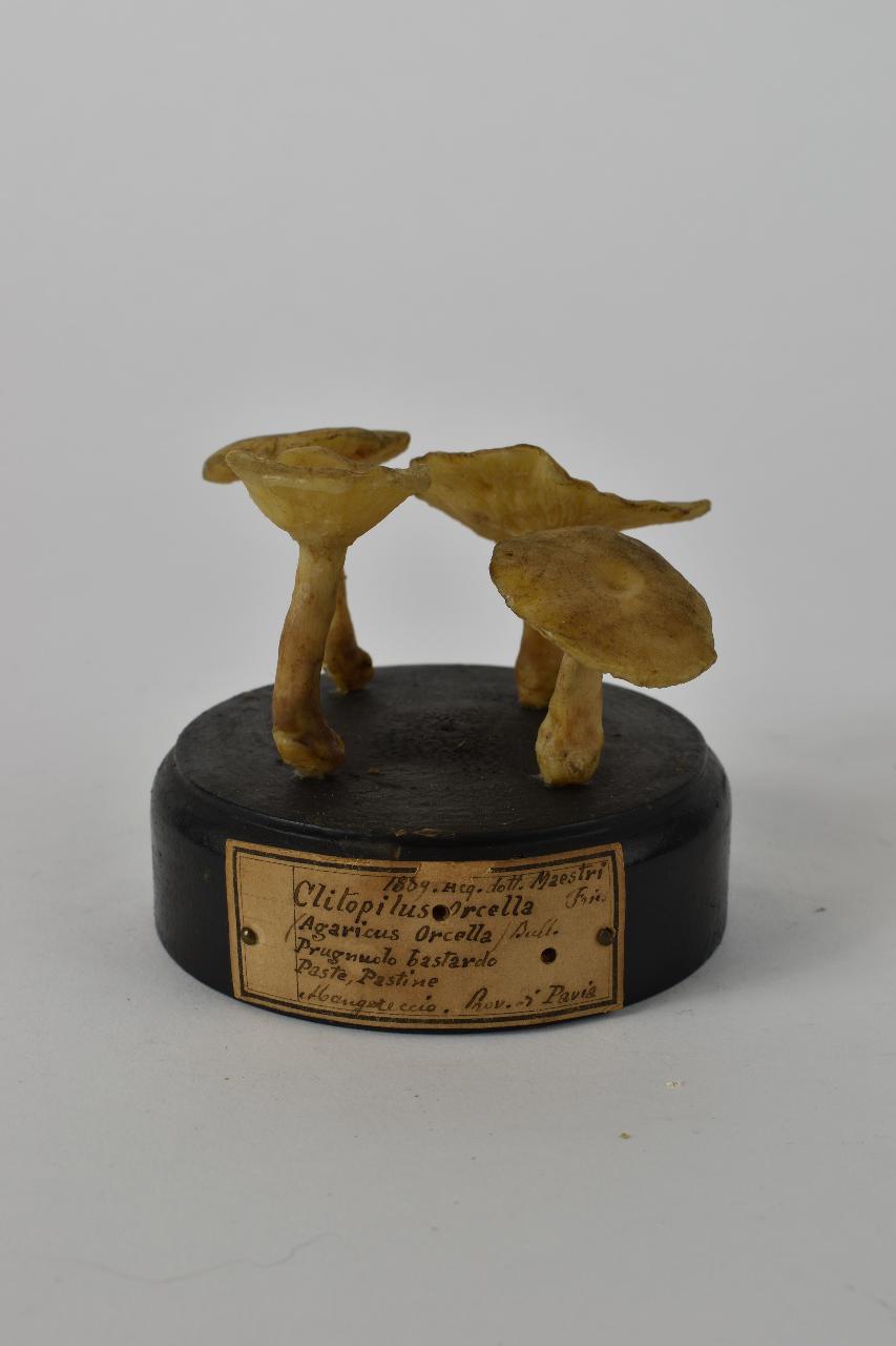 Modello di Maestri, Angelo - produzione ceroplastica ottocentesca (sec. XIX)