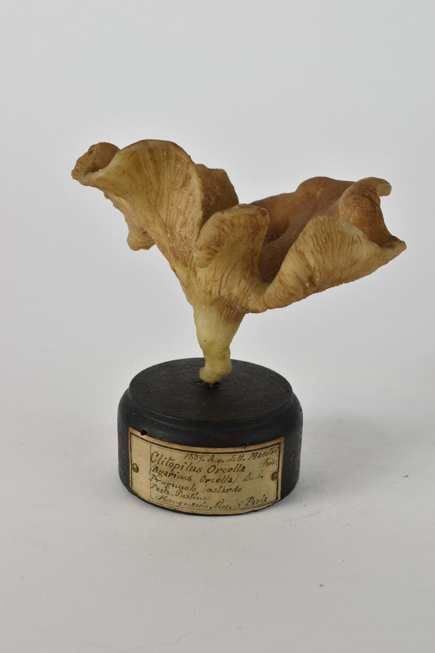 Modello di Maestri, Angelo - produzione ceroplastica ottocentesca (sec. XIX)