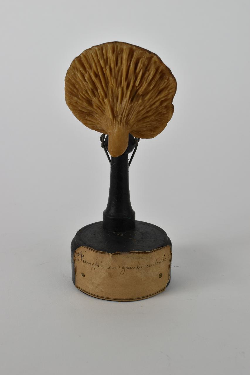 Modello di Maestri, Angelo - produzione ceroplastica ottocentesca (sec. XIX)