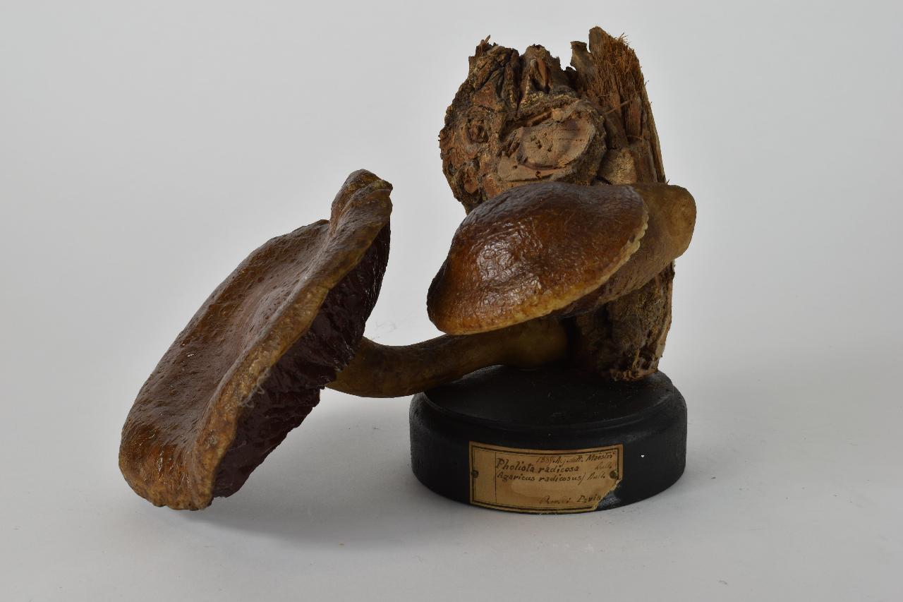 Modello di Maestri, Angelo - produzione ceroplastica ottocentesca (sec. XIX)