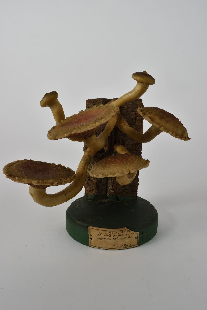 Modello di Maestri, Angelo - produzione ceroplastica ottocentesca (sec. XIX)