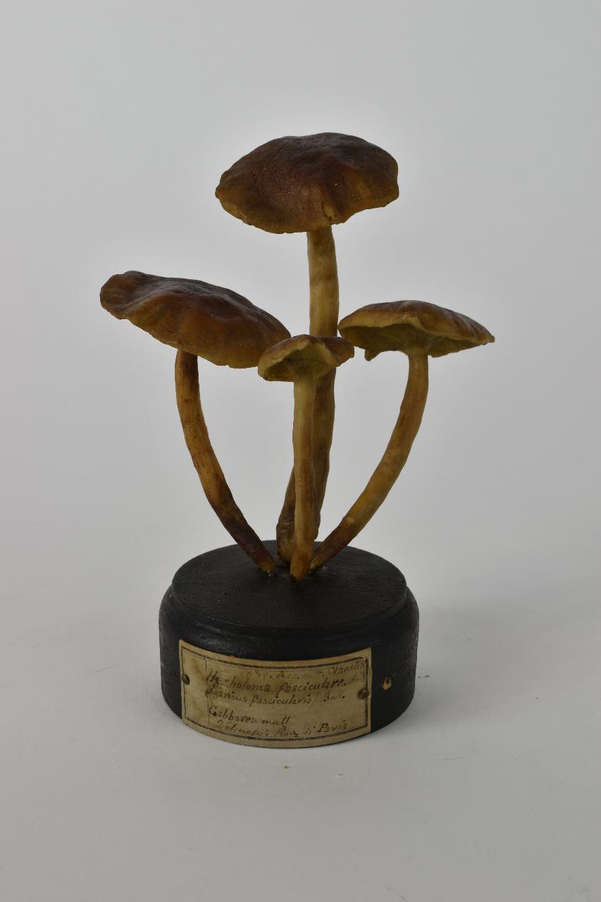 Modello di Maestri, Angelo - produzione ceroplastica ottocentesca (sec. XIX)