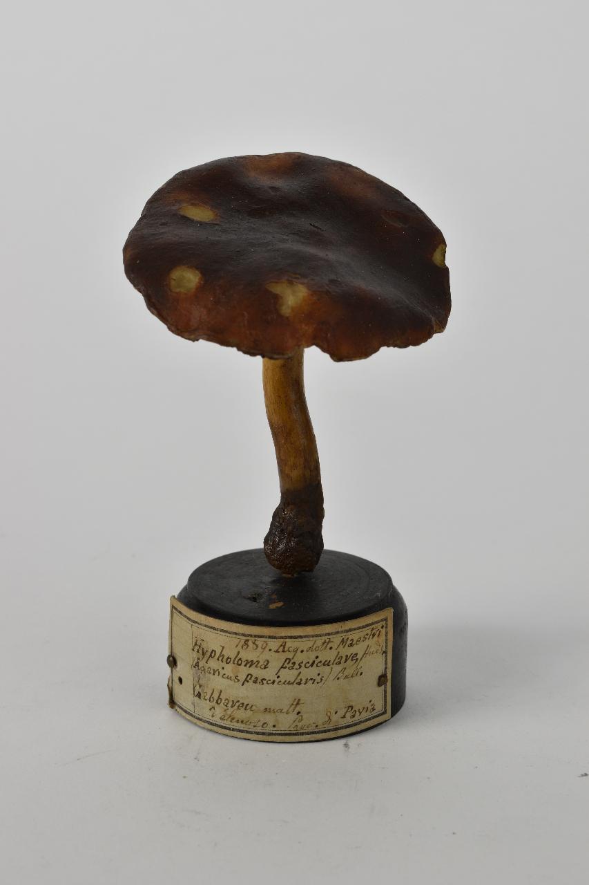 Modello di Maestri, Angelo - produzione ceroplastica ottocentesca (sec. XIX)