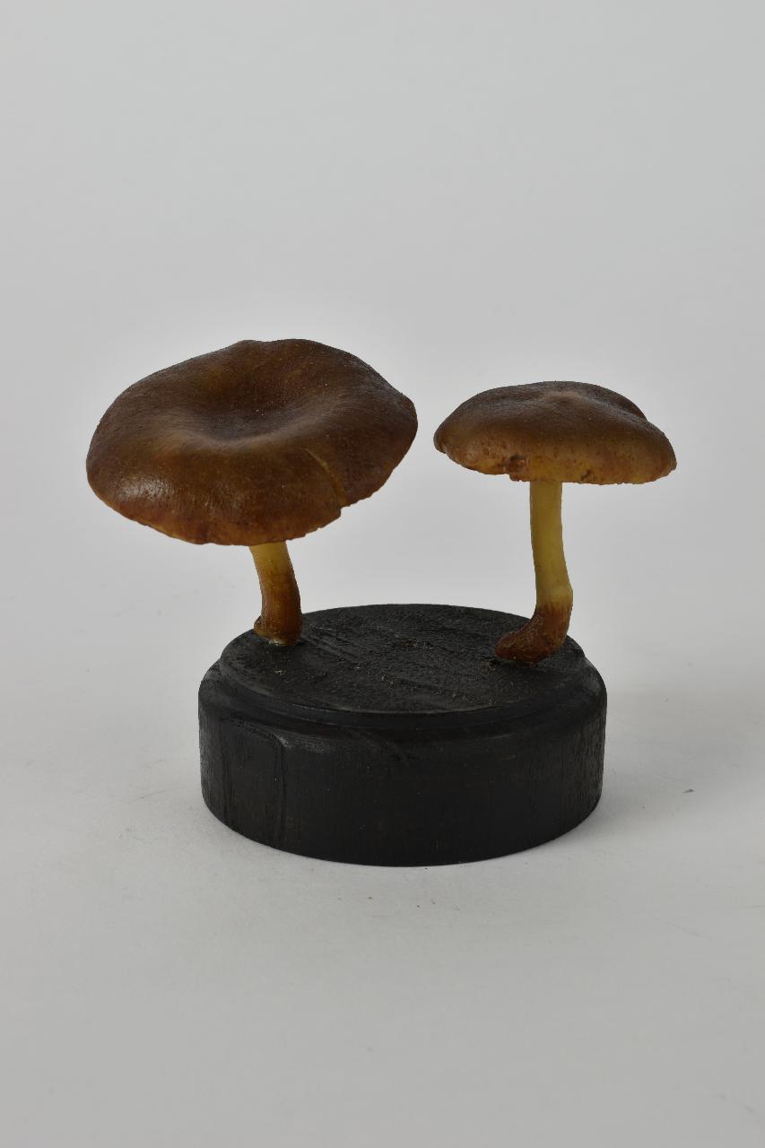 Modello di Maestri, Angelo - produzione ceroplastica ottocentesca (sec. XIX)