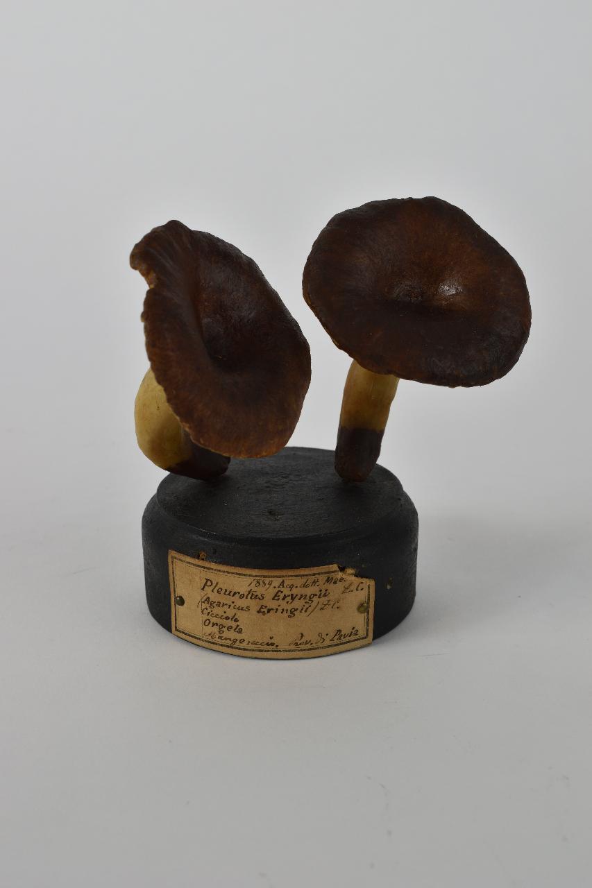 Modello di Maestri, Angelo - produzione ceroplastica ottocentesca (sec. XIX)