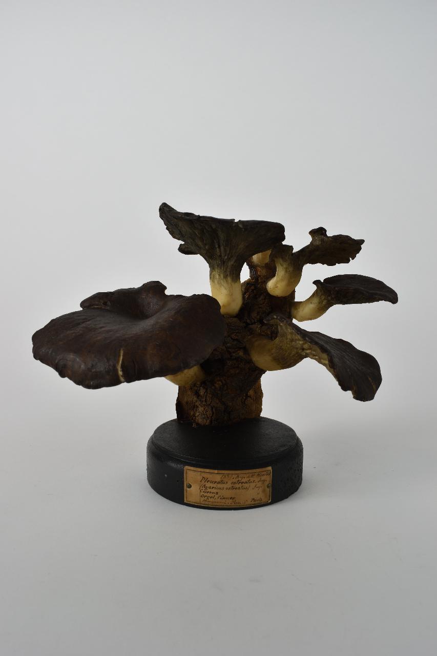 Modello di Maestri, Angelo - produzione ceroplastica ottocentesca (sec. XIX)