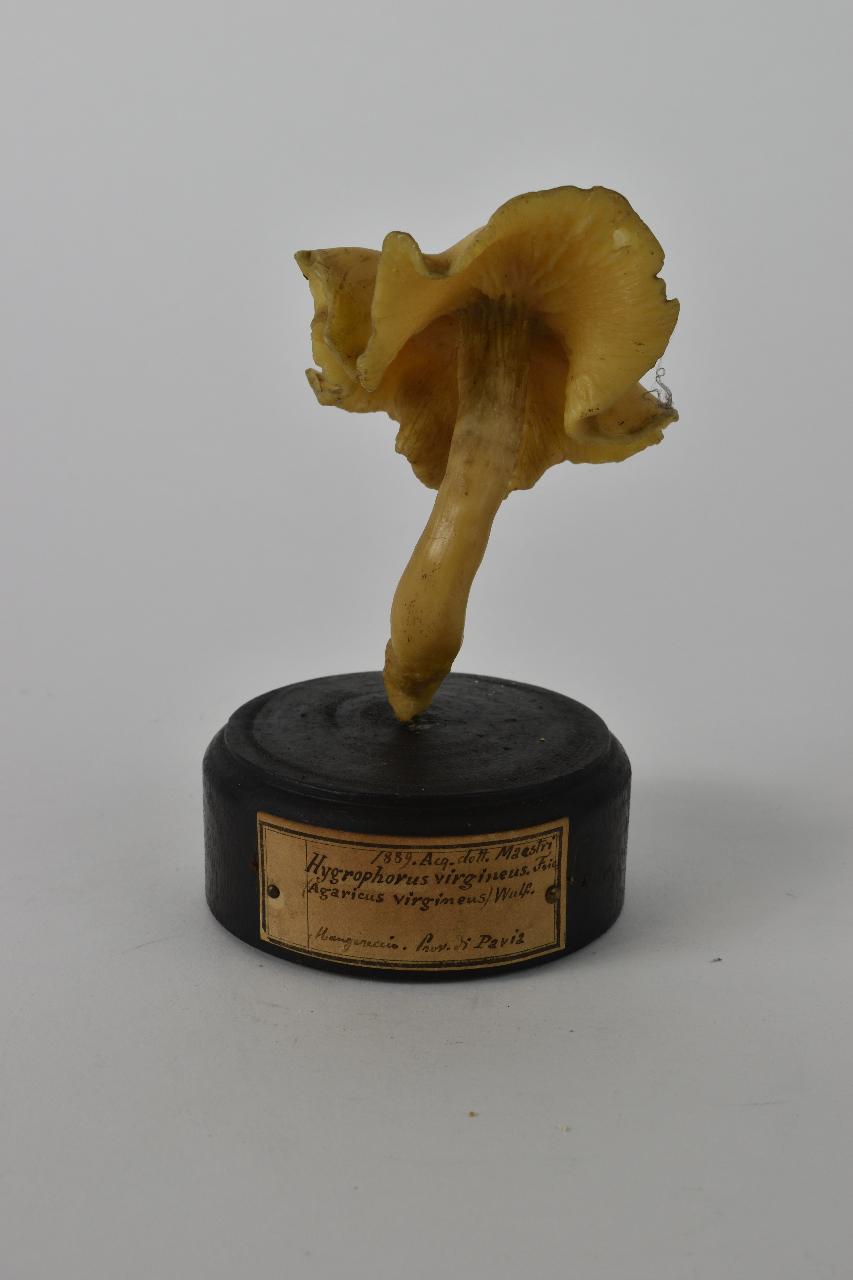 Modello di Maestri, Angelo - produzione ceroplastica ottocentesca (sec. XIX)