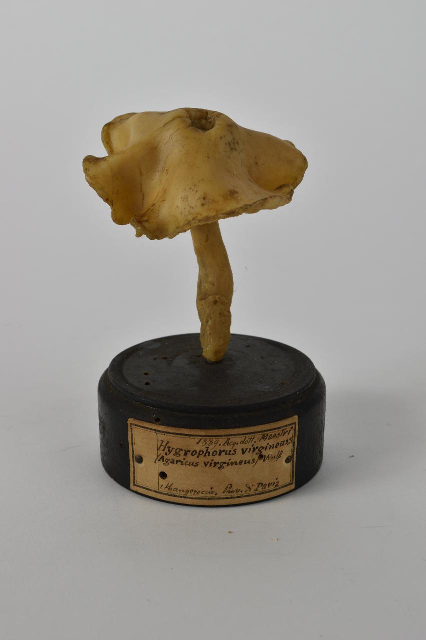 Modello di Maestri, Angelo - produzione ceroplastica ottocentesca (sec. XIX)