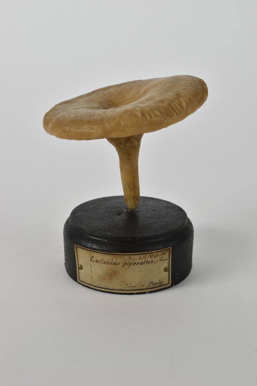 Modello di Maestri, Angelo - produzione ceroplastica ottocentesca (sec. XIX)