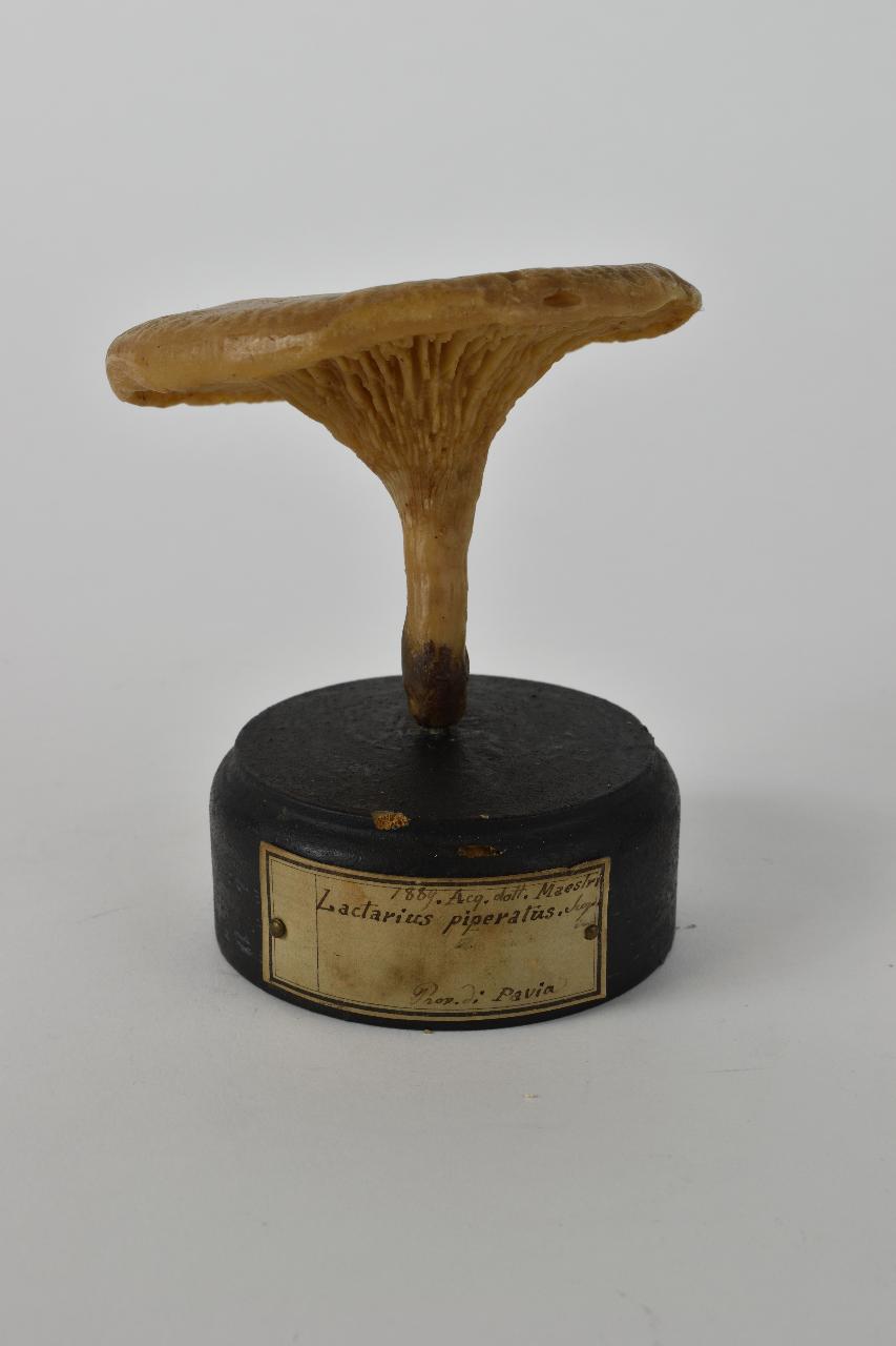 Modello di Maestri, Angelo - produzione ceroplastica ottocentesca (sec. XIX)
