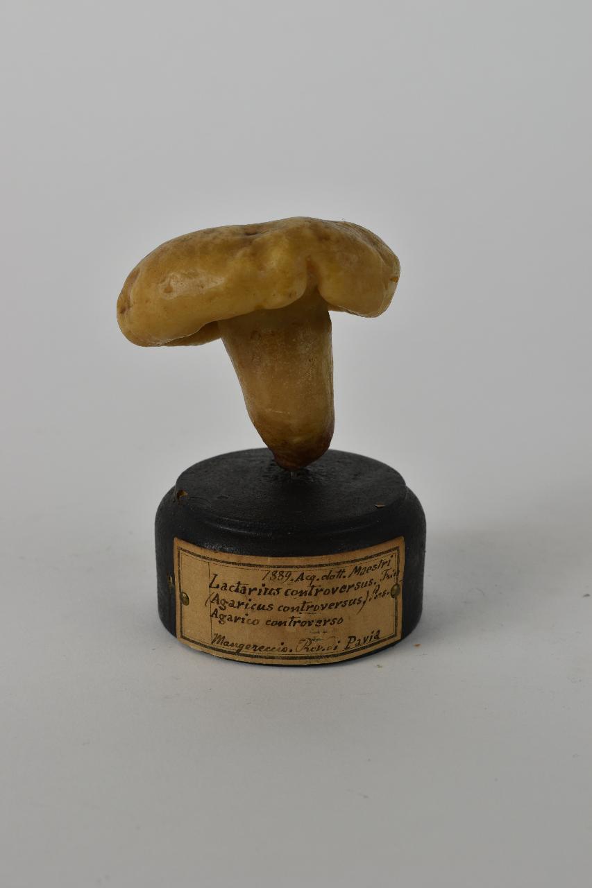 Modello di Maestri, Angelo - produzione ceroplastica ottocentesca (sec. XIX)