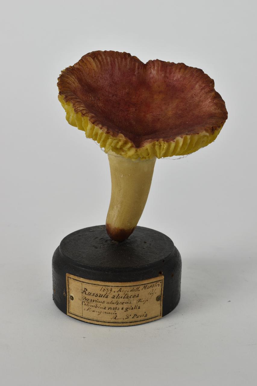 Modello di Maestri, Angelo - produzione ceroplastica ottocentesca (sec. XIX)