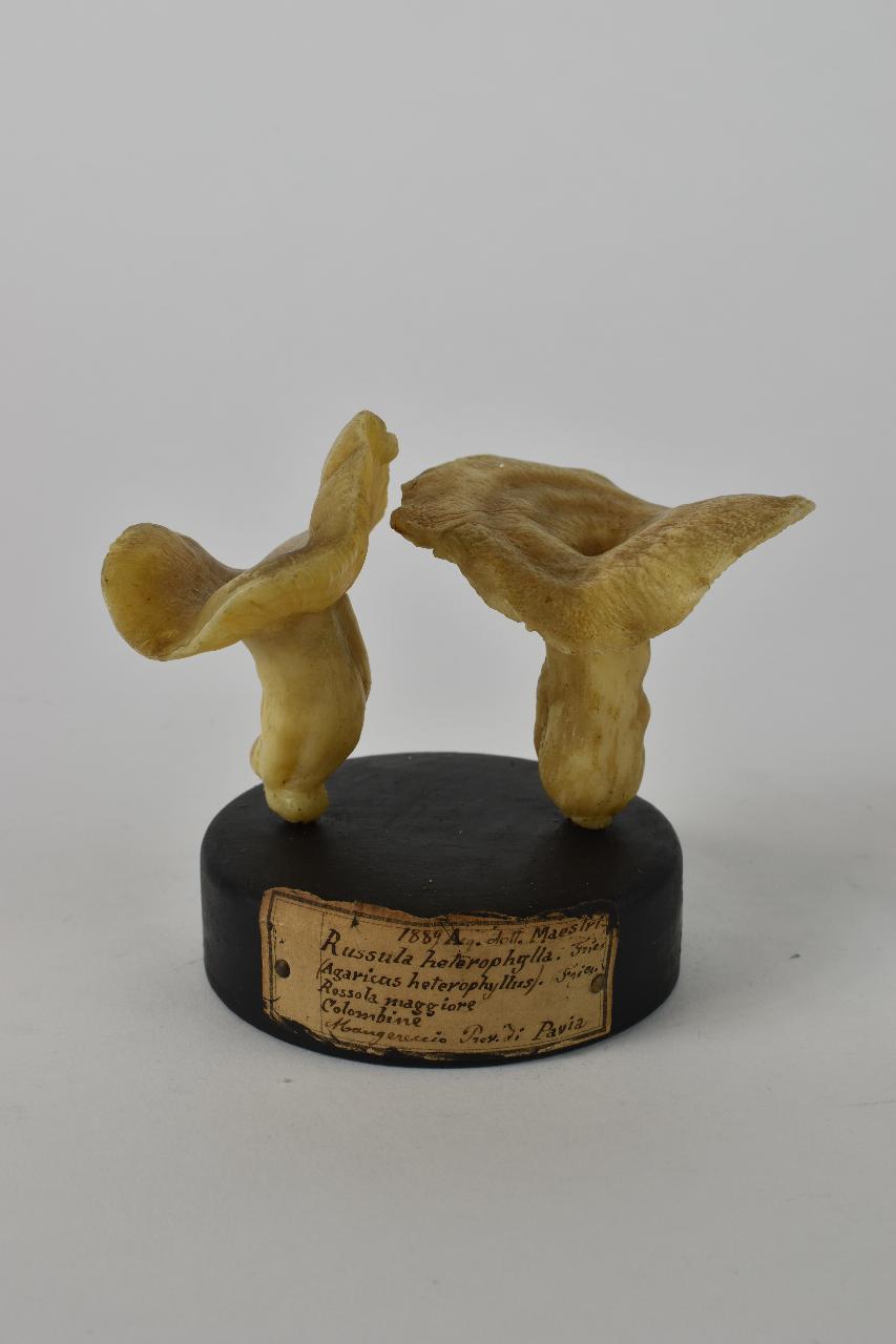 Modello di Maestri, Angelo - produzione ceroplastica ottocentesca (sec. XIX)