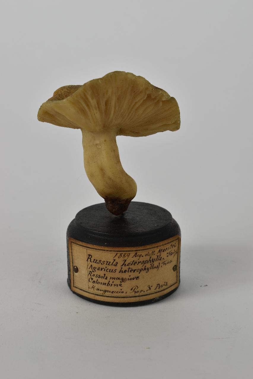 Modello di Maestri, Angelo - produzione ceroplastica ottocentesca (sec. XIX)
