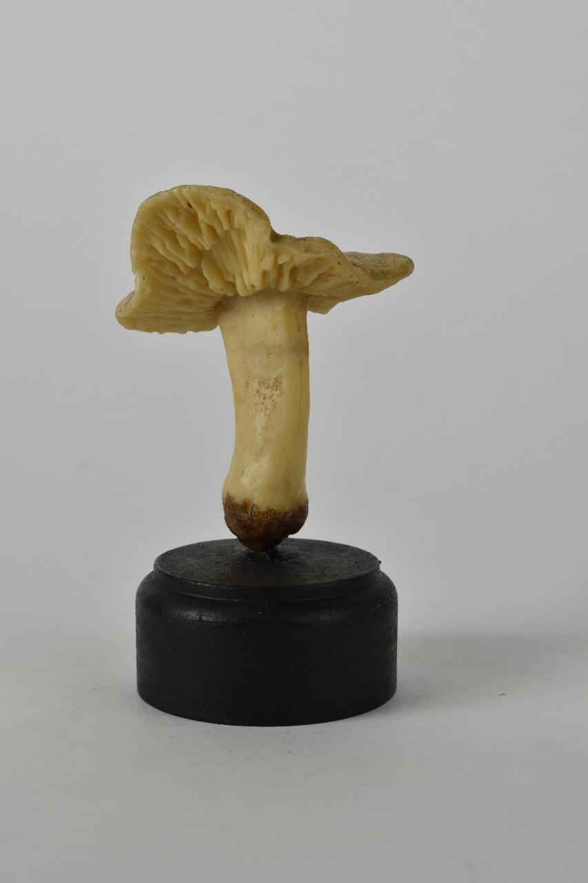 Modello di Maestri, Angelo - produzione ceroplastica ottocentesca (sec. XIX)