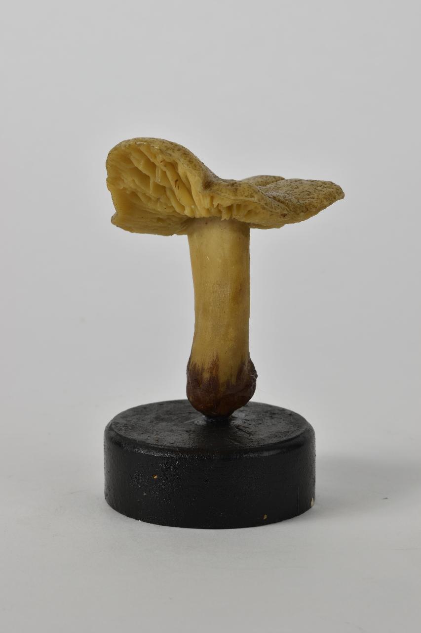 Modello di Maestri, Angelo - produzione ceroplastica ottocentesca (sec. XIX)