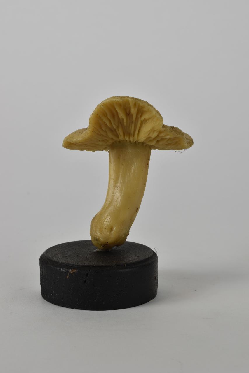 Modello di Maestri, Angelo - produzione ceroplastica ottocentesca (sec. XIX)