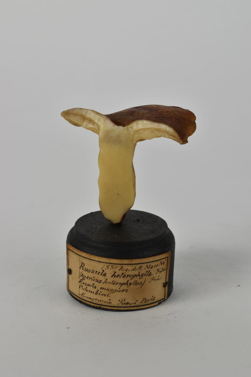 Modello di Maestri, Angelo - produzione ceroplastica ottocentesca (sec. XIX)