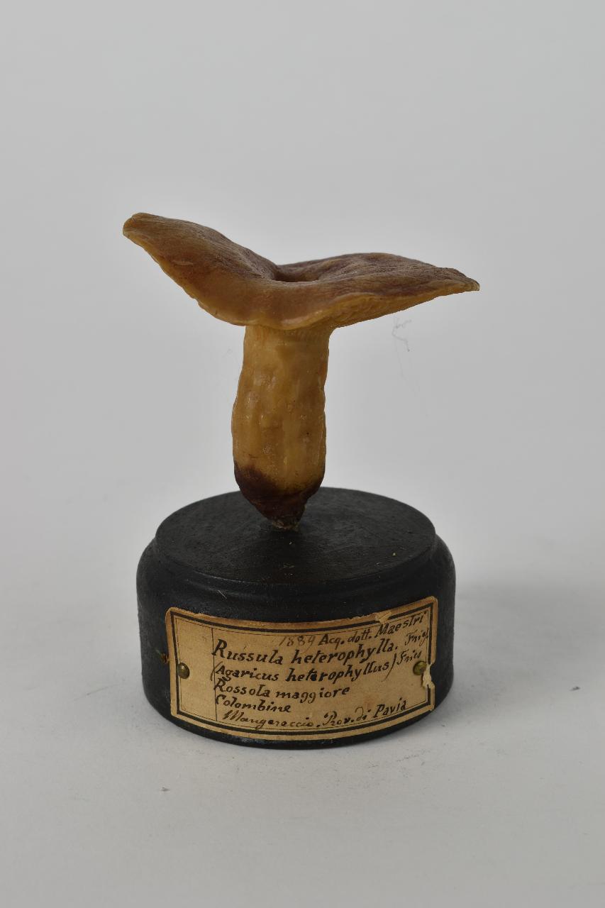 Modello di Maestri, Angelo - produzione ceroplastica ottocentesca (sec. XIX)