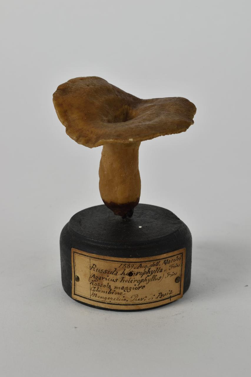 Modello di Maestri, Angelo - produzione ceroplastica ottocentesca (sec. XIX)