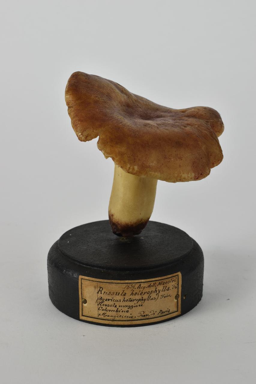 Modello di Maestri, Angelo - produzione ceroplastica ottocentesca (sec. XIX)
