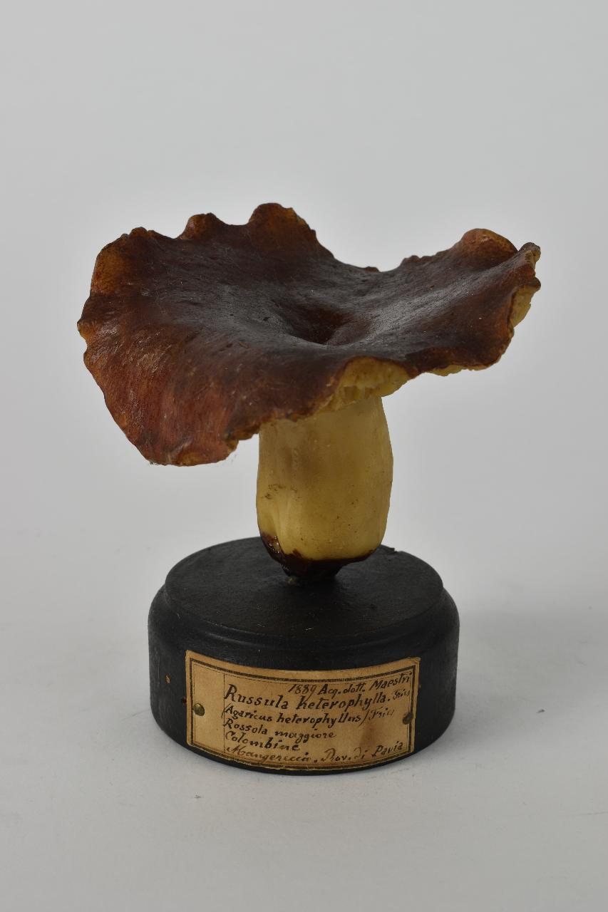 Modello di Maestri, Angelo - produzione ceroplastica ottocentesca (sec. XIX)