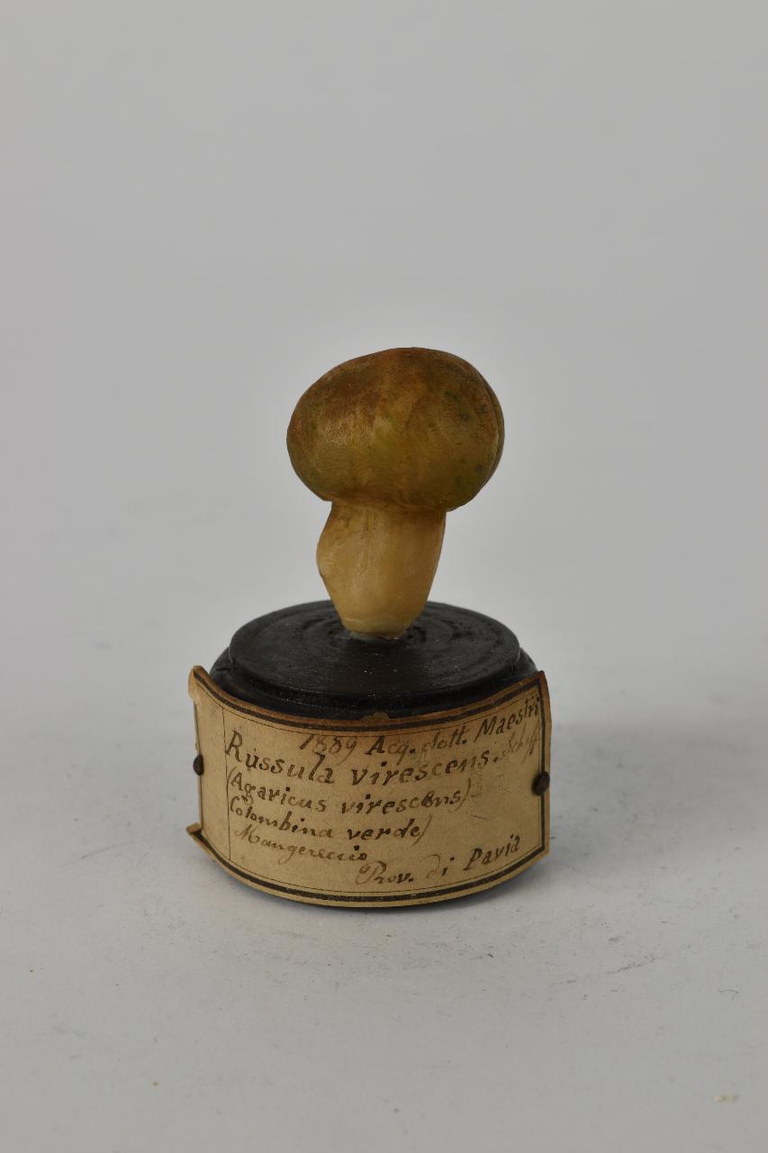 Modello di Maestri, Angelo - produzione ceroplastica ottocentesca (sec. XIX)