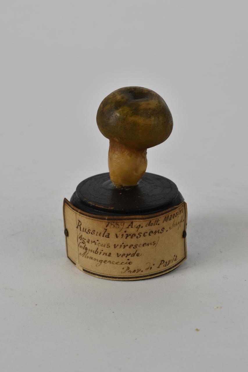 Modello di Maestri, Angelo - produzione ceroplastica ottocentesca (sec. XIX)