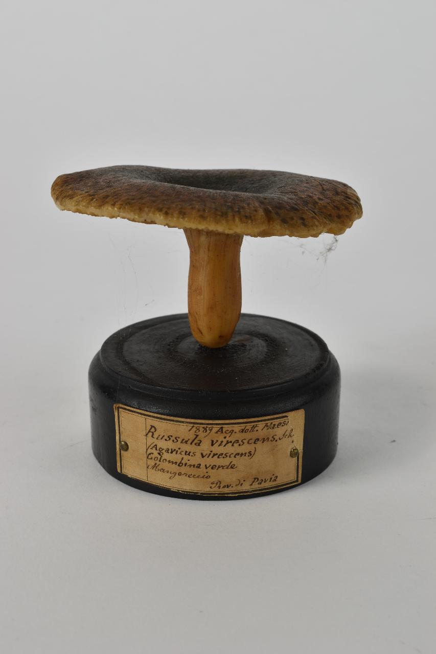 Modello di Maestri, Angelo - produzione ceroplastica ottocentesca (sec. XIX)