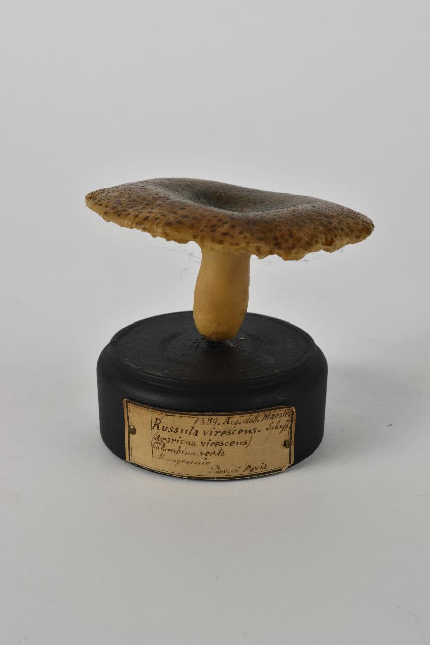 Modello di Maestri, Angelo - produzione ceroplastica ottocentesca (sec. XIX)