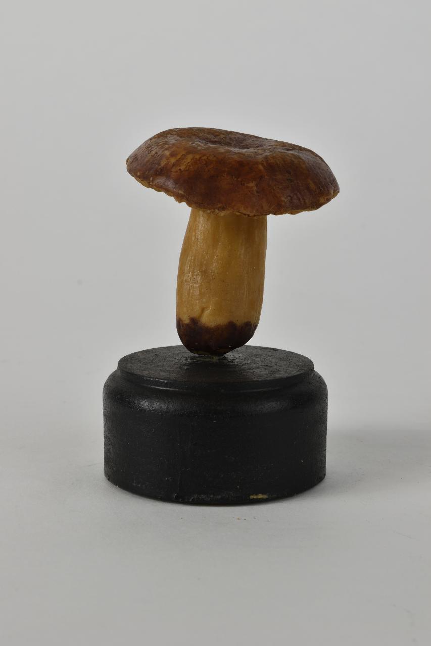 Modello di Maestri, Angelo - produzione ceroplastica ottocentesca (sec. XIX)