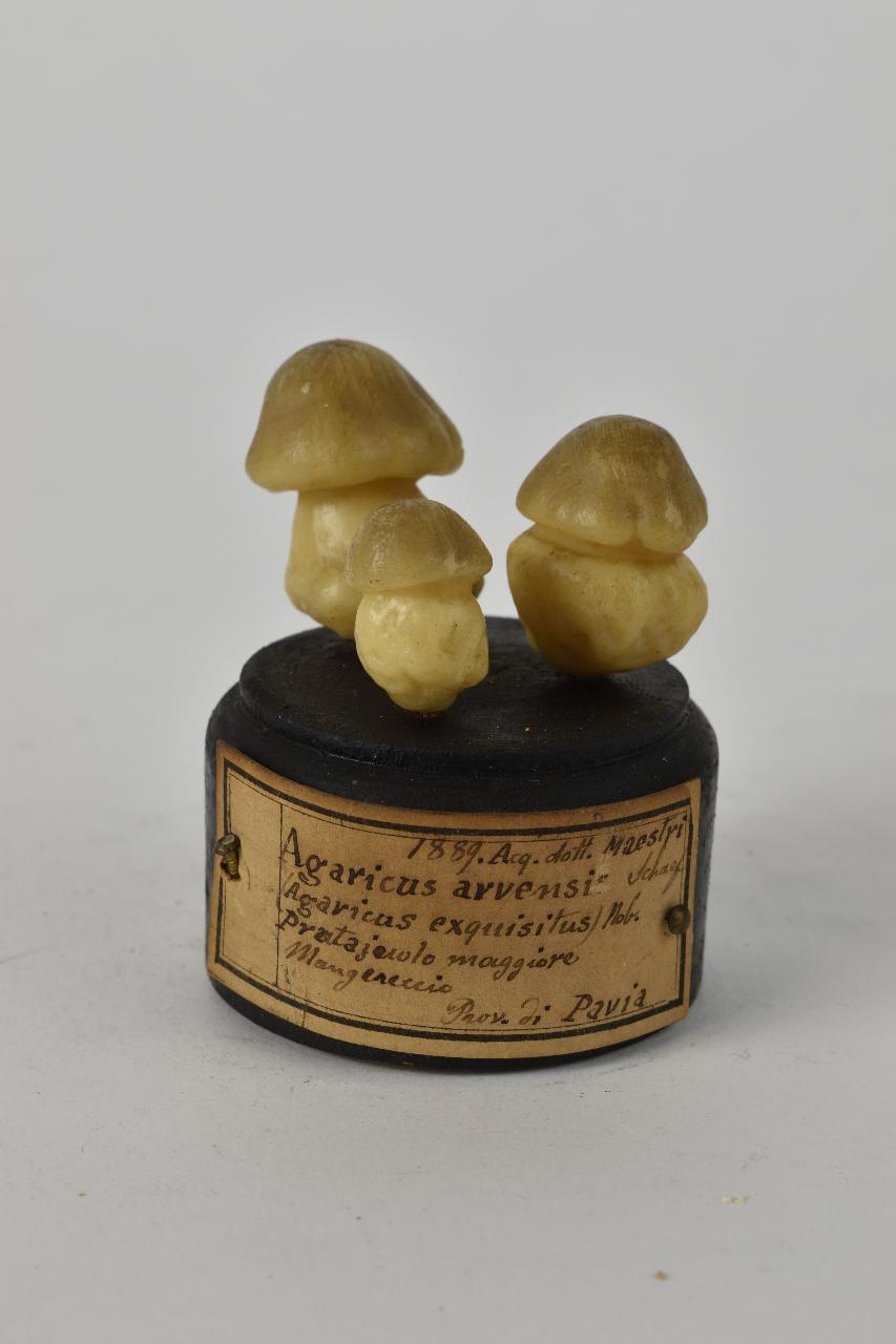 Modello di Maestri, Angelo - produzione ceroplastica ottocentesca (sec. XIX)