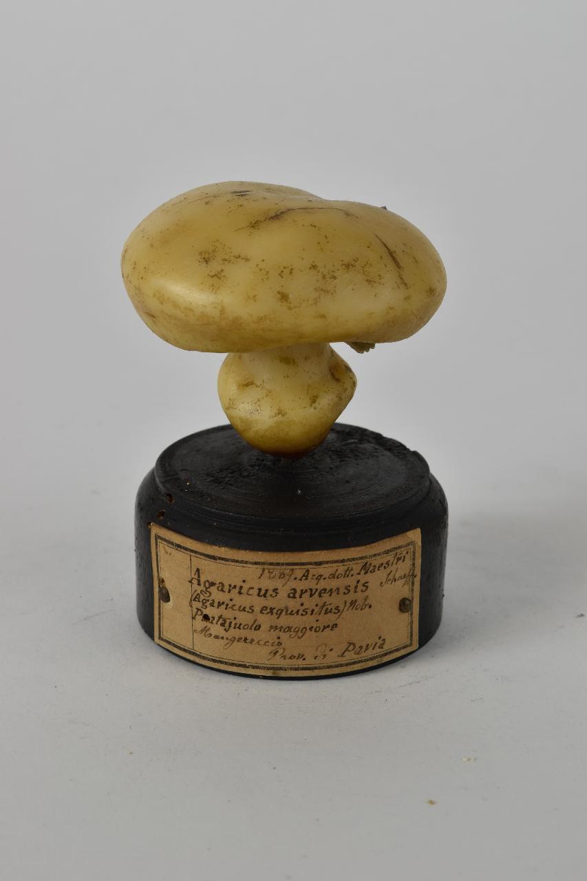 Modello di Maestri, Angelo - produzione ceroplastica ottocentesca (sec. XIX)