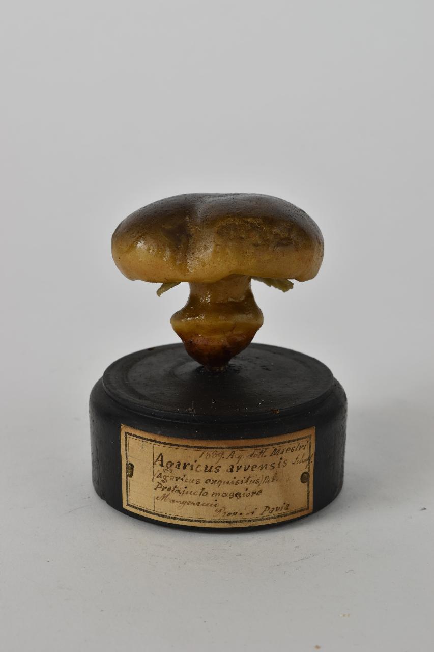 Modello di Maestri, Angelo - produzione ceroplastica ottocentesca (sec. XIX)