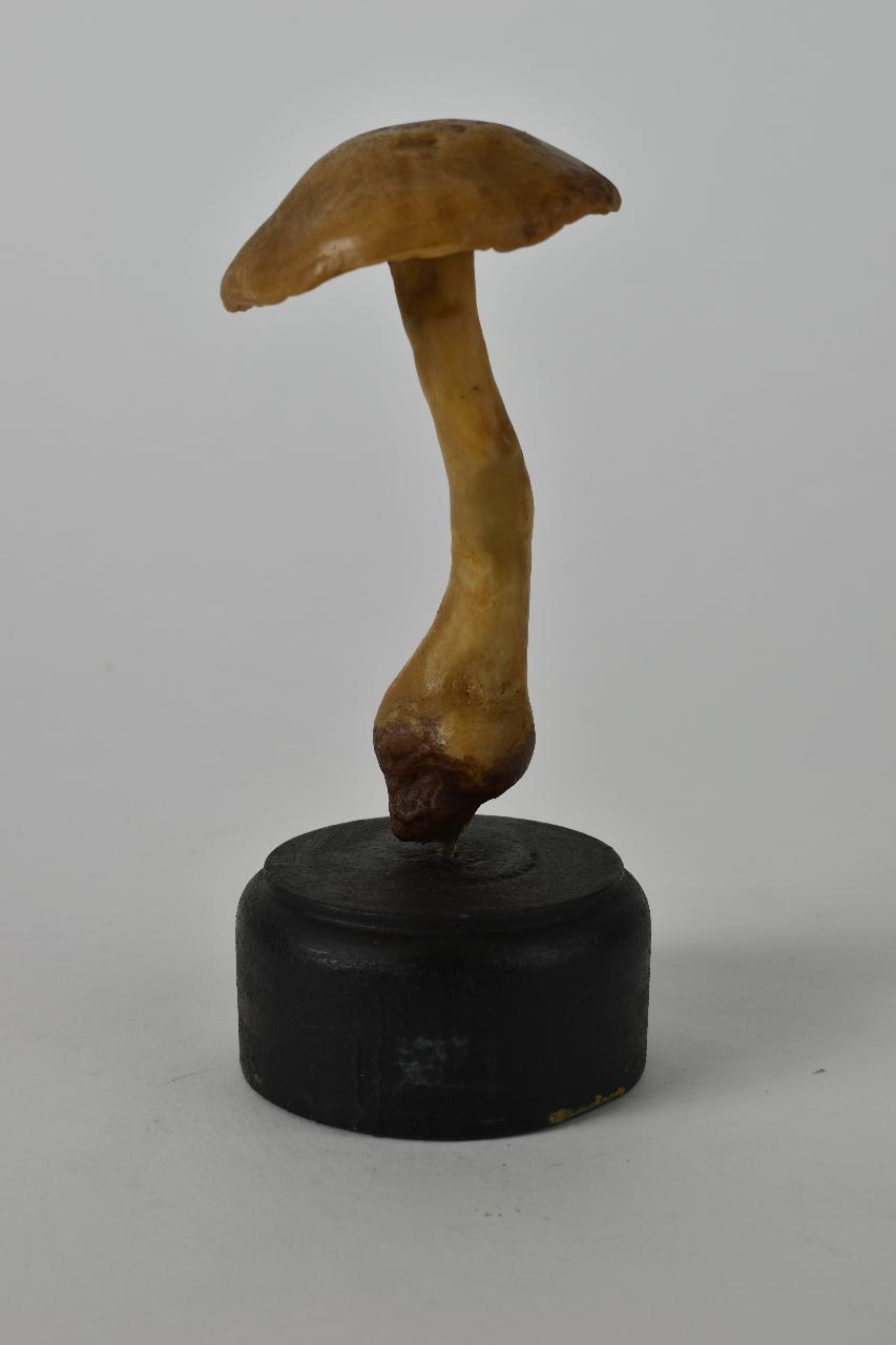 Modello di Maestri, Angelo - produzione ceroplastica ottocentesca (sec. XIX)