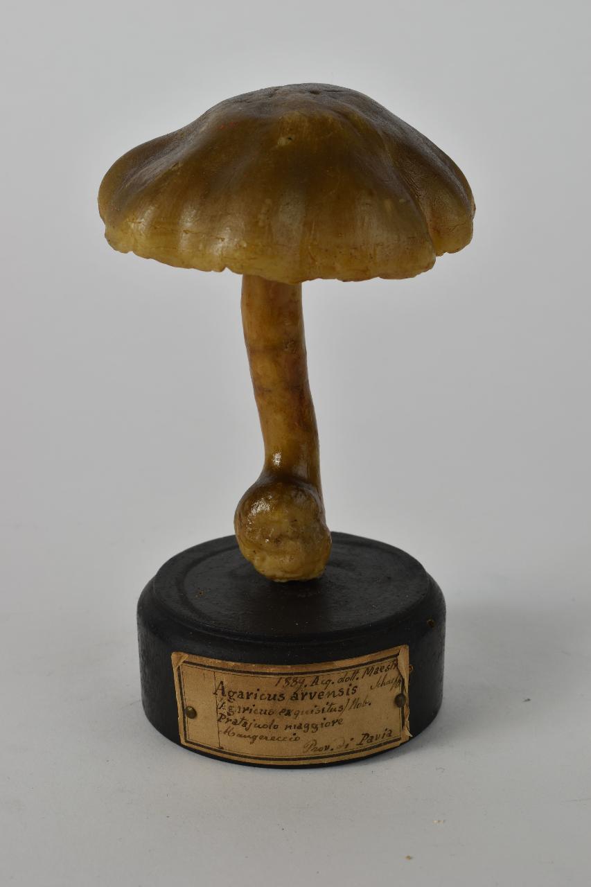 Modello di Maestri, Angelo - produzione ceroplastica ottocentesca (sec. XIX)