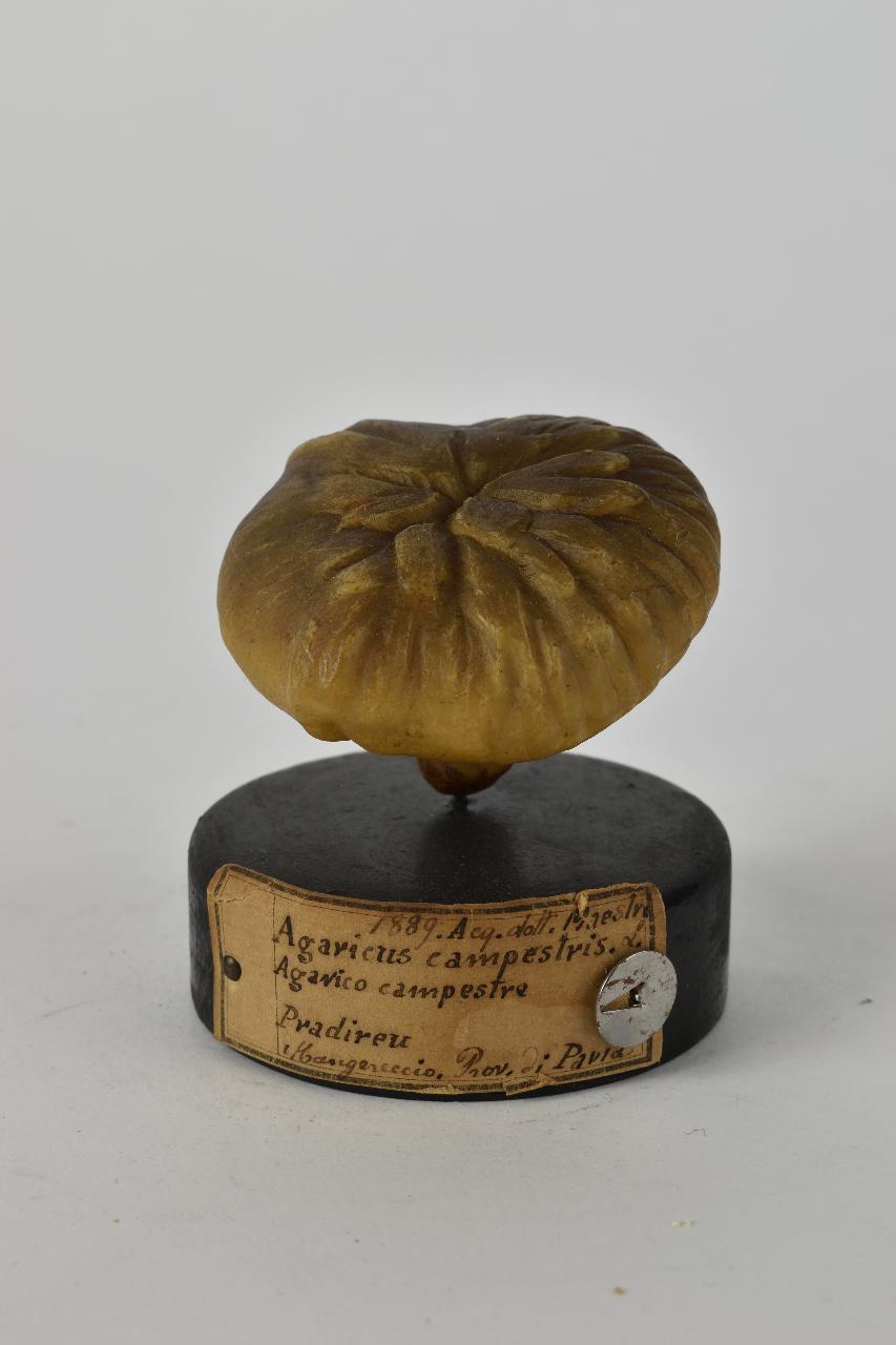 Modello di Maestri, Angelo - produzione ceroplastica ottocentesca (sec. XIX)