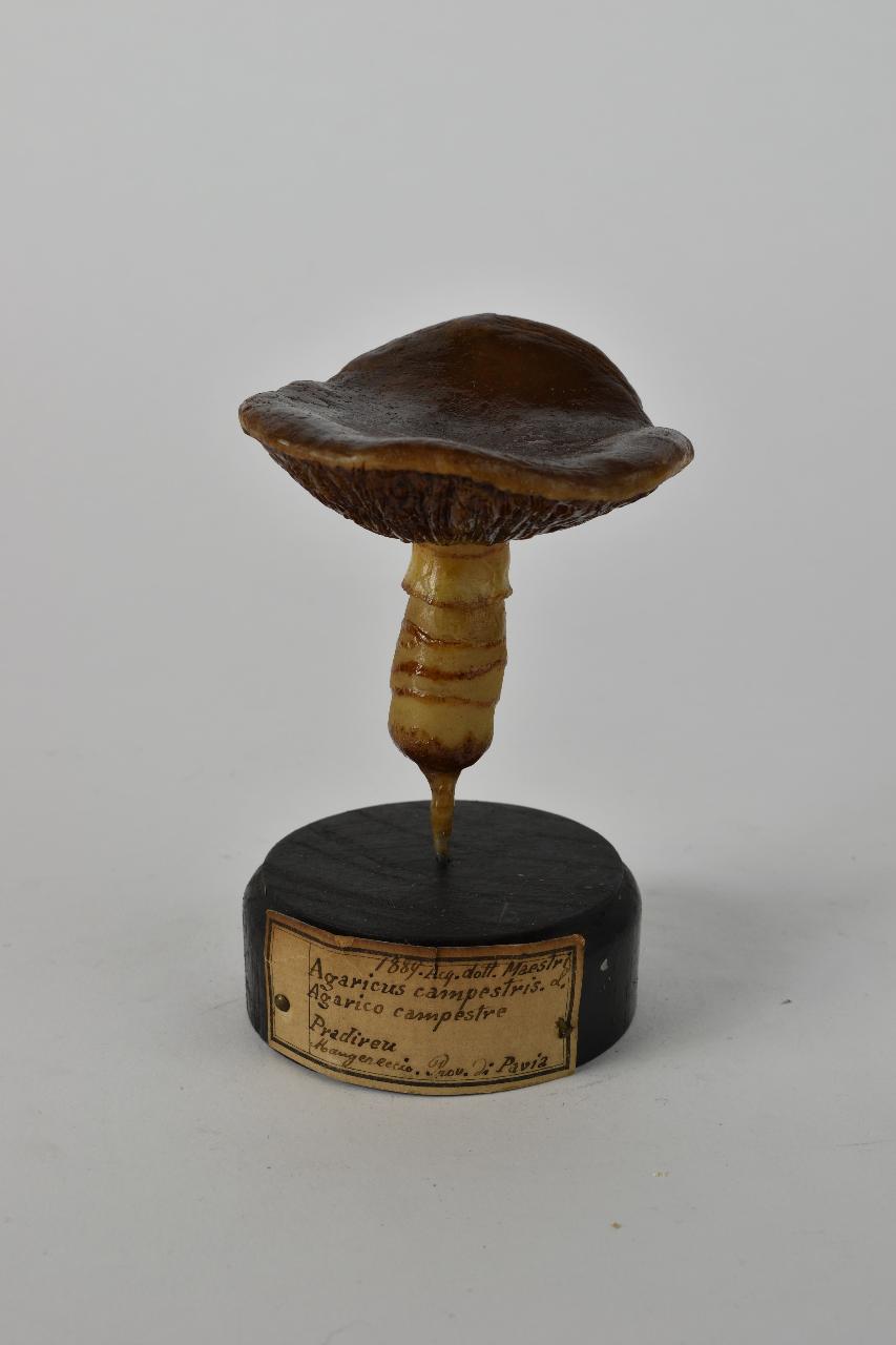 Modello di Maestri, Angelo - produzione ceroplastica ottocentesca (sec. XIX)
