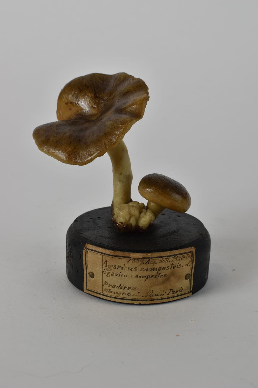 Modello di Maestri, Angelo - produzione ceroplastica ottocentesca (sec. XIX)