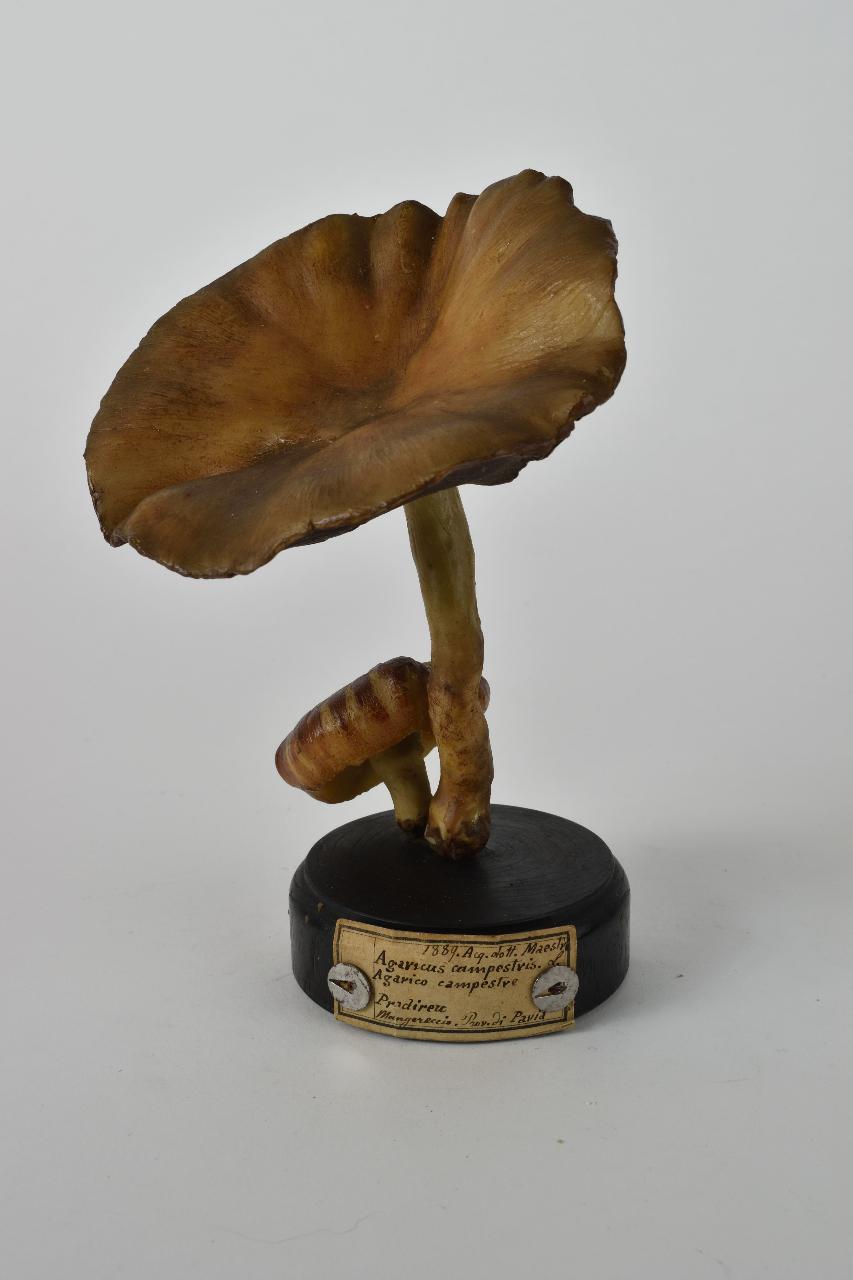 Modello di Maestri, Angelo - produzione ceroplastica ottocentesca (sec. XIX)