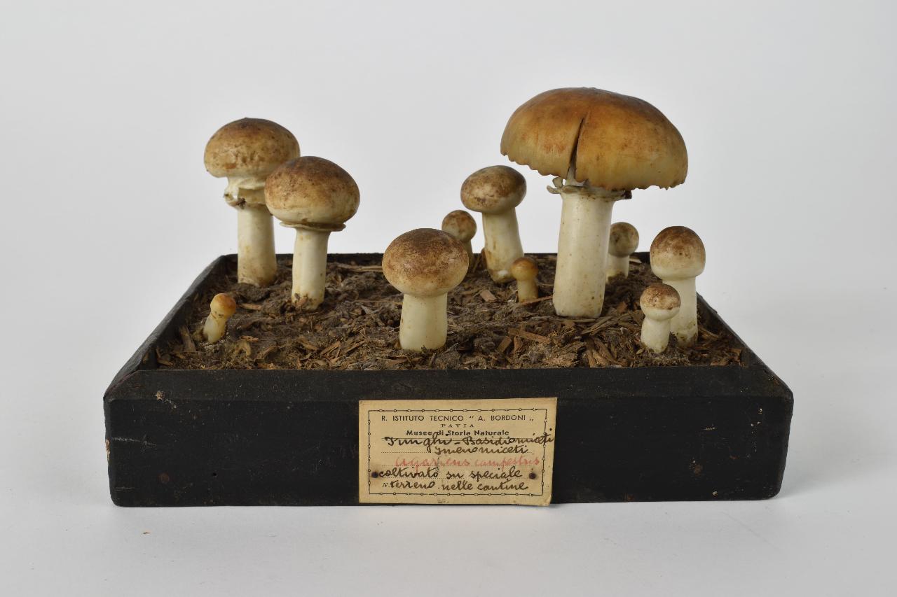 Modello di Maestri, Angelo - produzione ceroplastica ottocentesca (sec. XIX)